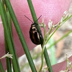 Arsipoda sp. (genus) (A flea beetle) at Kangaroo Valley, NSW - 22 Nov 2023 by lbradleyKV