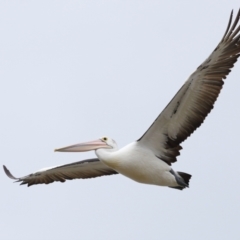 Pelecanus conspicillatus (Australian Pelican) at Cleveland, QLD - 22 Nov 2023 by TimL