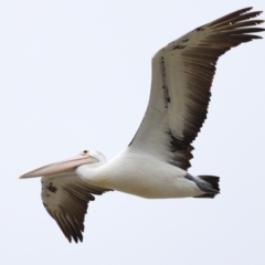 Pelecanus conspicillatus at Cleveland, QLD - 22 Nov 2023