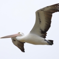 Pelecanus conspicillatus at Cleveland, QLD - 22 Nov 2023