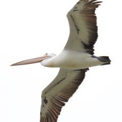 Pelecanus conspicillatus at Cleveland, QLD - 22 Nov 2023