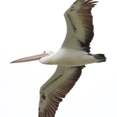 Pelecanus conspicillatus at Cleveland, QLD - 22 Nov 2023 12:57 PM