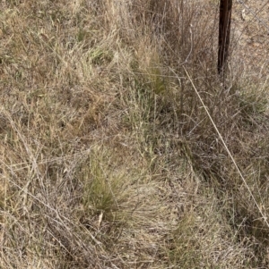 Nassella trichotoma at Mount Majura - 20 Nov 2023