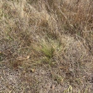 Nassella trichotoma at Mount Majura - 20 Nov 2023