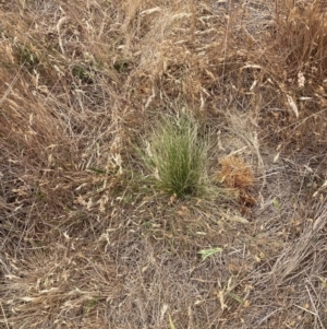 Nassella trichotoma at Mount Majura - 20 Nov 2023 11:08 AM