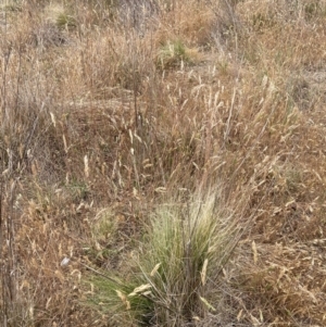 Nassella trichotoma at Mount Majura - 20 Nov 2023 11:08 AM