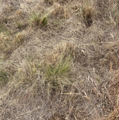 Nassella trichotoma (Serrated Tussock) at The Fair, Watson - 20 Nov 2023 by waltraud