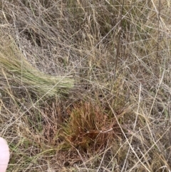 Nassella trichotoma (Serrated Tussock) at The Fair, Watson - 20 Nov 2023 by waltraud