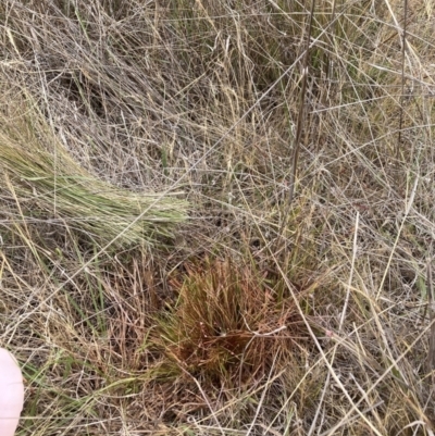 Nassella trichotoma (Serrated Tussock) at Mount Majura - 20 Nov 2023 by waltraud