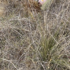 Nassella trichotoma at Mount Majura - 20 Nov 2023