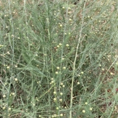 Asparagus officinalis (Asparagus) at Mount Majura (MMS) - 20 Nov 2023 by waltraud