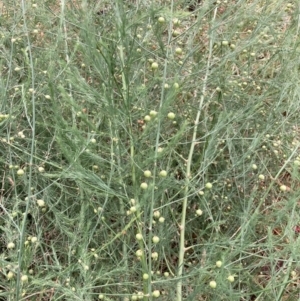 Asparagus officinalis at Mount Majura (MMS) - 21 Nov 2023 09:27 AM