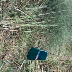 Asparagus officinalis at Mount Majura (MMS) - 21 Nov 2023 09:27 AM