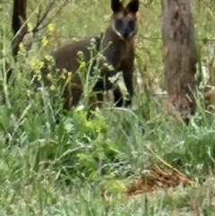 Wallabia bicolor (Swamp Wallaby) at QPRC LGA - 24 Nov 2023 by MatthewFrawley