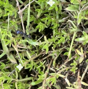 Crassula helmsii at Wambrook, NSW - 23 Nov 2023