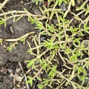 Crassula helmsii at Wambrook, NSW - 23 Nov 2023