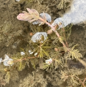 Myriophyllum verrucosum at Wambrook, NSW - 23 Nov 2023 03:27 PM