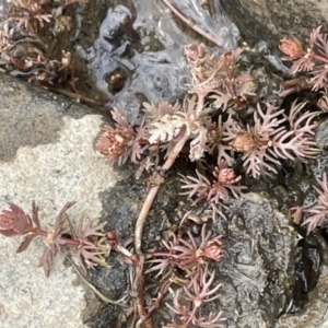 Myriophyllum verrucosum at Wambrook, NSW - 23 Nov 2023