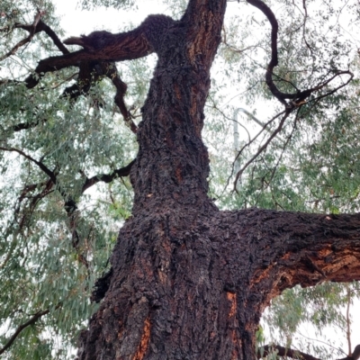 Eucalyptus sideroxylon subsp. sideroxylon (Mugga Ironbark or Red Ironbark) at Weston, ACT - 23 Nov 2023 by Steve818