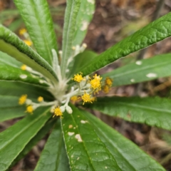 Bedfordia arborescens (Blanket Bush) at Tidbinbilla Nature Reserve - 23 Nov 2023 by Csteele4