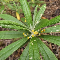 Bedfordia arborescens at Tidbinbilla Nature Reserve - 23 Nov 2023 08:53 AM