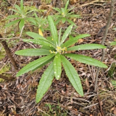 Bedfordia arborescens at Tidbinbilla Nature Reserve - 23 Nov 2023 08:53 AM