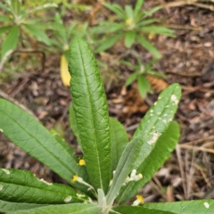 Bedfordia arborescens at Tidbinbilla Nature Reserve - 23 Nov 2023 08:53 AM