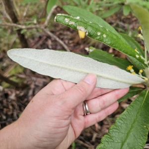 Bedfordia arborescens at Tidbinbilla Nature Reserve - 23 Nov 2023 08:53 AM