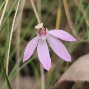 Caladenia carnea at Tidbinbilla Nature Reserve - 23 Nov 2023