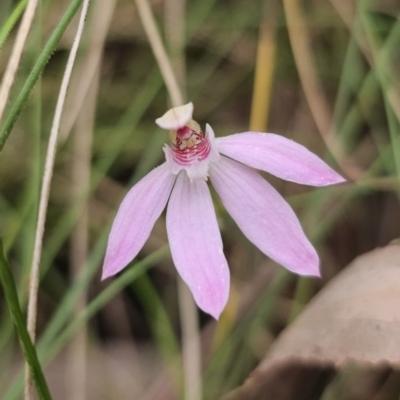 Caladenia carnea (Pink Fingers) at Tidbinbilla Nature Reserve - 22 Nov 2023 by Csteele4