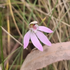 Caladenia carnea at Tidbinbilla Nature Reserve - suppressed