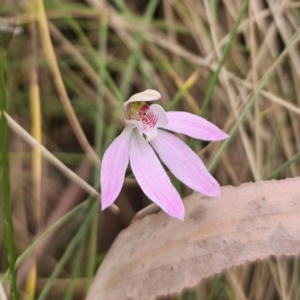 Caladenia carnea at Tidbinbilla Nature Reserve - 23 Nov 2023