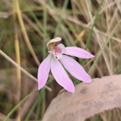 Caladenia carnea at Tidbinbilla Nature Reserve - 23 Nov 2023