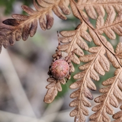 Salsa fuliginata (Sooty Orb-weaver) at Tidbinbilla Nature Reserve - 23 Nov 2023 by Csteele4