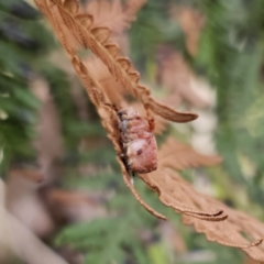 Salsa fuliginata at Tidbinbilla Nature Reserve - 23 Nov 2023