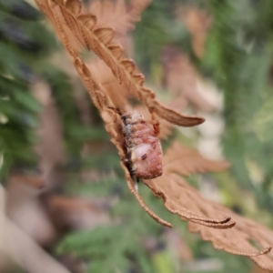 Salsa fuliginata at Tidbinbilla Nature Reserve - 23 Nov 2023