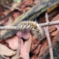 Anthela (genus) immature (Unidentified Anthelid Moth) at Tidbinbilla Nature Reserve - 22 Nov 2023 by Csteele4