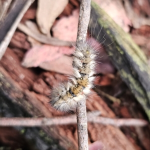 Anthela (genus) immature at Tidbinbilla Nature Reserve - 23 Nov 2023 09:37 AM