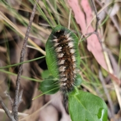 Anthela (genus) immature (Unidentified Anthelid Moth) at Tidbinbilla Nature Reserve - 22 Nov 2023 by Csteele4