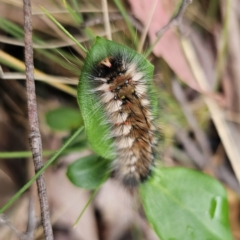 Anthela (genus) immature at Tidbinbilla Nature Reserve - 23 Nov 2023 09:32 AM