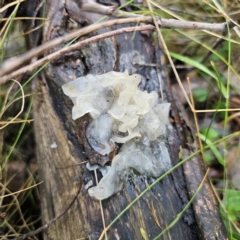 Tremella fuciformis (Snow Fungus) at Tidbinbilla Nature Reserve - 23 Nov 2023 by Csteele4