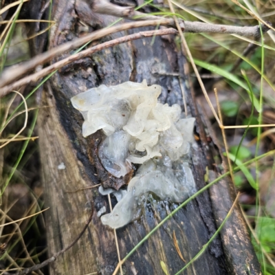Tremella fuciformis (Snow Fungus) at Tidbinbilla Nature Reserve - 22 Nov 2023 by Csteele4
