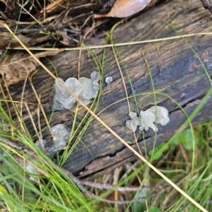 Tremella fuciformis at Tidbinbilla Nature Reserve - 23 Nov 2023