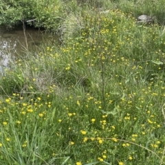 Ranunculus repens (Creeping Buttercup) at Wambrook, NSW - 23 Nov 2023 by JaneR