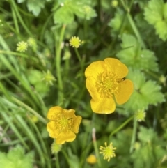 Ranunculus repens at Wambrook, NSW - 23 Nov 2023