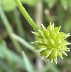 Ranunculus repens at Wambrook, NSW - 23 Nov 2023