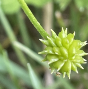 Ranunculus repens at Wambrook, NSW - 23 Nov 2023