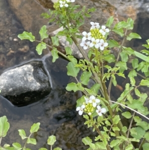 Rorippa nasturtium-aquaticum at Wambrook, NSW - 23 Nov 2023