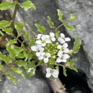 Rorippa nasturtium-aquaticum at Wambrook, NSW - 23 Nov 2023