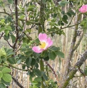 Rosa rubiginosa at Wambrook, NSW - 23 Nov 2023
